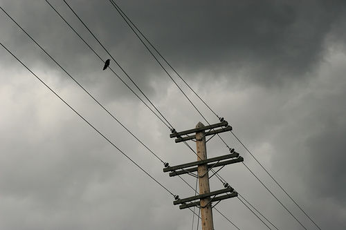 bird.jpg