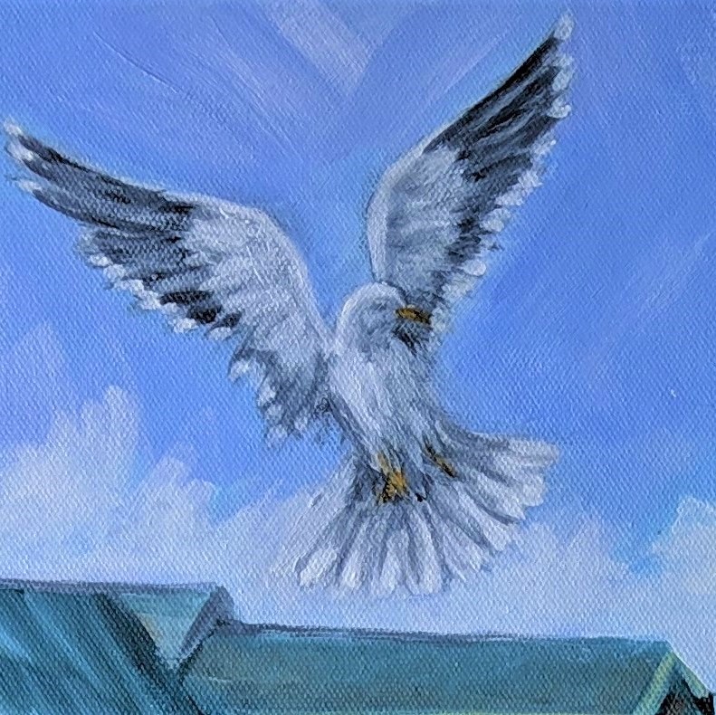 Seagulls9.jpg