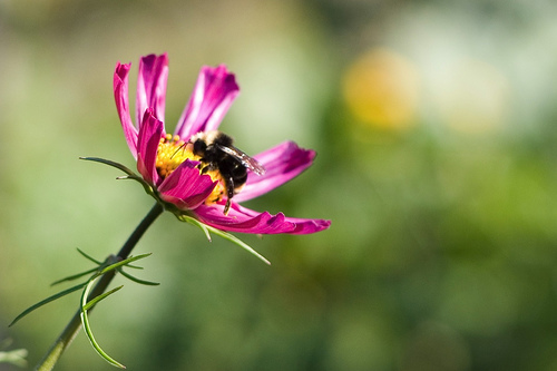 bee.jpg