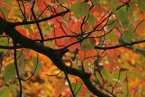 leaves.jpg